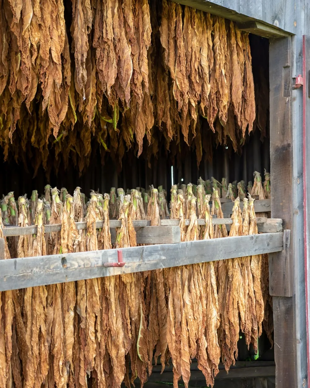 Cured tobacco leaf hanging in a barn