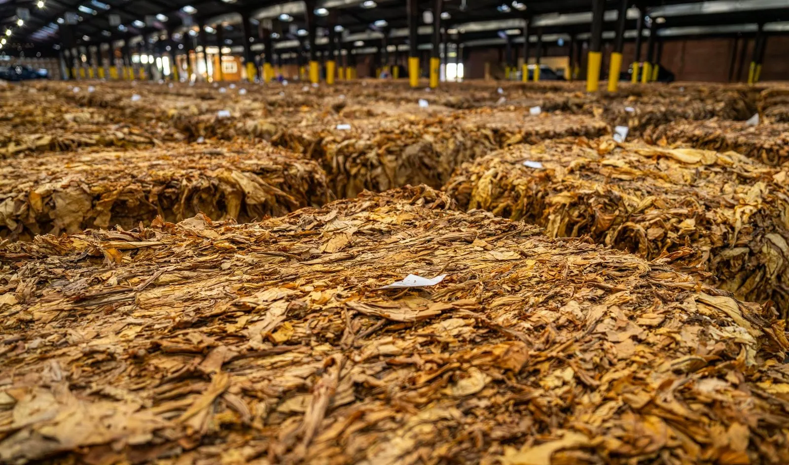 Bales of cured tobacco leaf on a sales floor